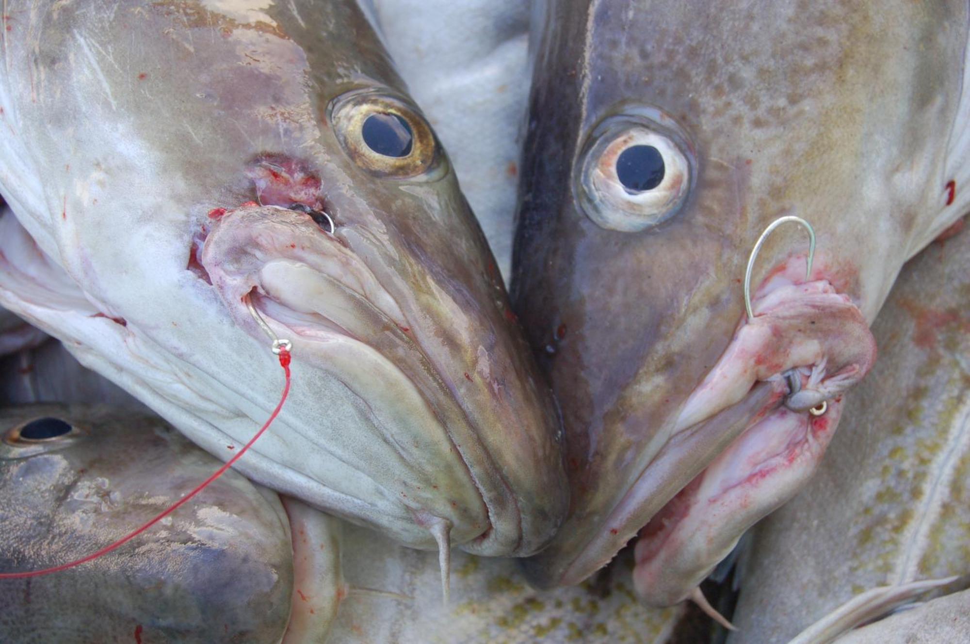 Fiskarheimen Havly, Rost 호텔 외부 사진