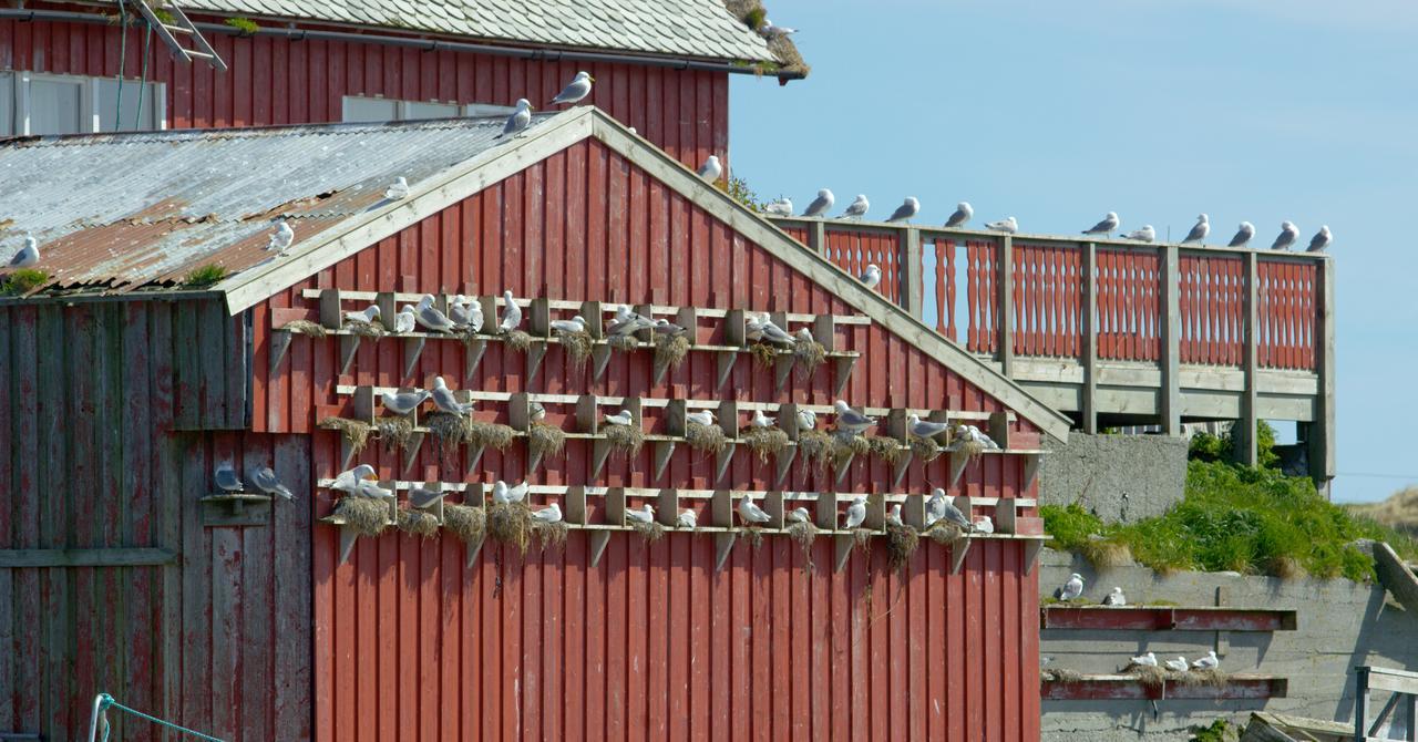 Fiskarheimen Havly, Rost 호텔 외부 사진